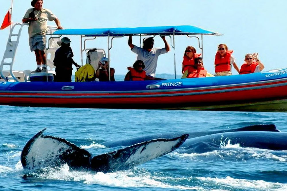 Dolphin Trip in Baga Goa
